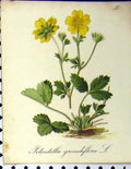 Original Old Antique Print Potentilla Grandiflora Alpine Plant 1879 Seboth 19th