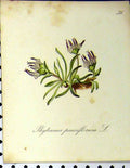 Original Old Antique Print Phyteuma Pauciflorum Alpine 1879 Seboth Colour 19th