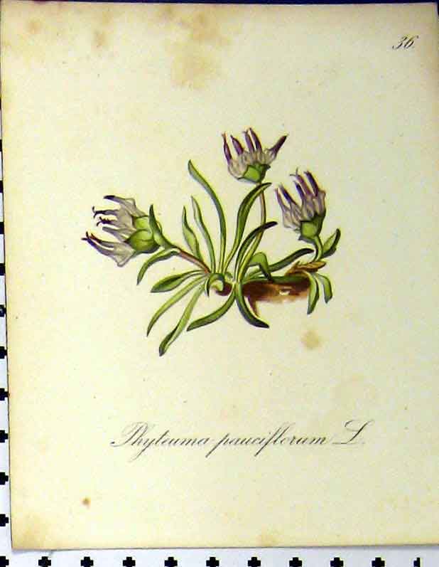 Original Old Antique Print Phyteuma Pauciflorum Alpine 1879 Seboth Colour 19th