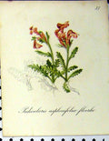Original Old Antique Print Pedicularis Asplenifolia Floerke 1879 Seboth Plants