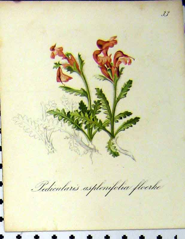 Original Old Antique Print Pedicularis Asplenifolia Floerke 1879 Seboth Plants