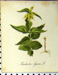 Original Old Antique Print Paederota Ageria Alpine Plants 1879 Seboth Colour