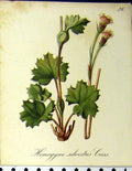 Original Old Antique Print Homogyne Silvestris Cass Alpine Plants 1879 Seboth
