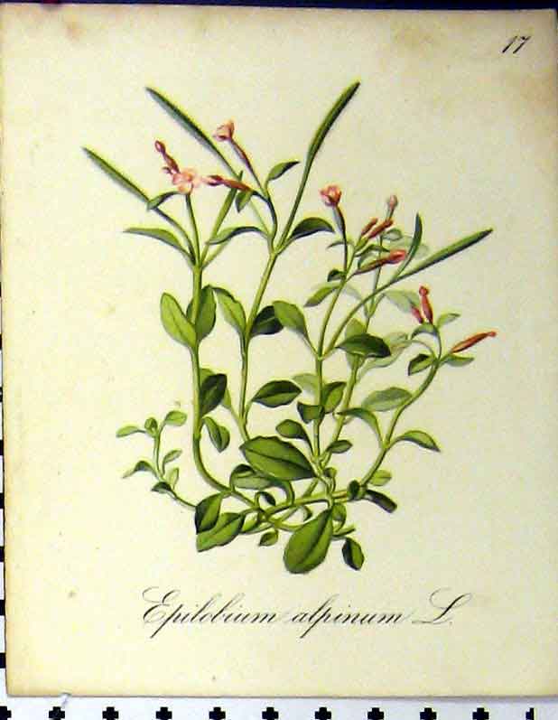 Original Old Antique Print Epilobium Alpinum Alpine Plants Seboth 1879 Colour