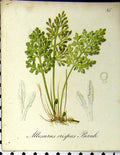 Original Old Antique Print Allosurus Crispus Bernh Alpine Plant Seboth 1879
