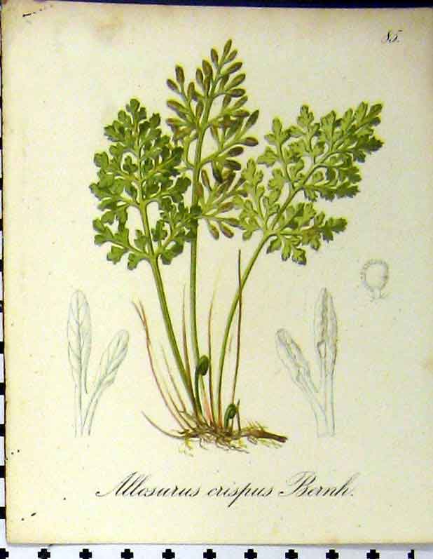 Original Old Antique Print Allosurus Crispus Bernh Alpine Plant Seboth 1879
