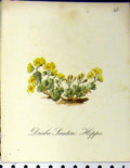 Original Old Antique Print Draba Lauteri Hoppe Alpine Plants Seboth 1879 Colour