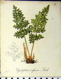 Original Old Antique Print Cystopteris Alpina Link Alpine Plants Seboth 1879