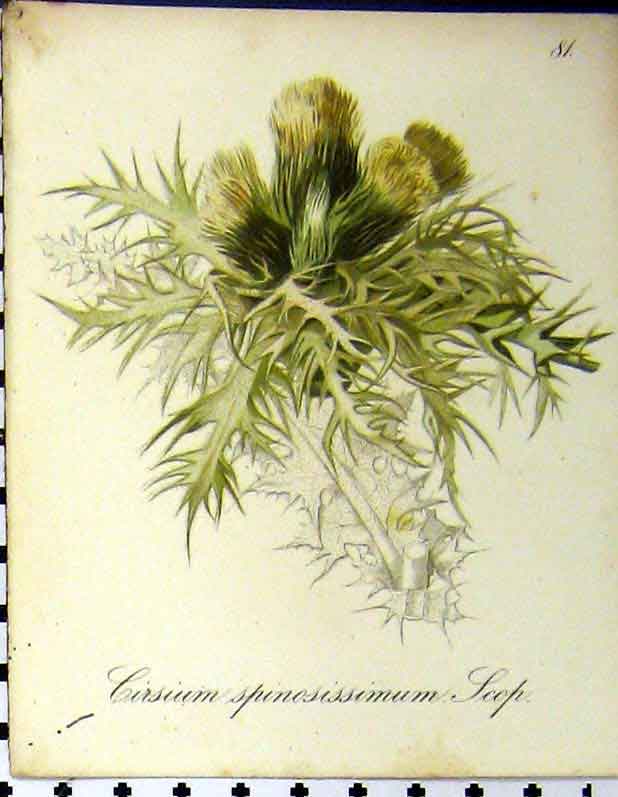 Old Antique Print Cirisium Spinosissimum Scop Alpine Plants Seboth 1879 19th