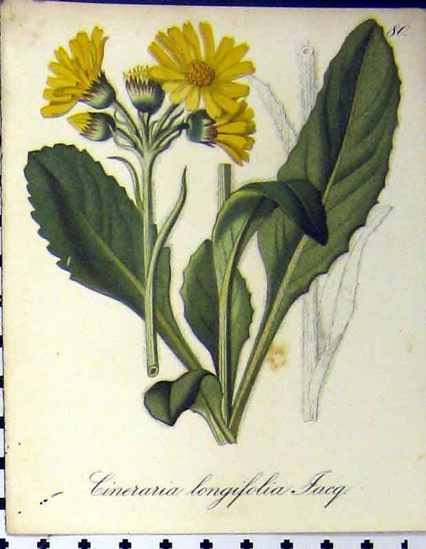 Original Old Antique Print Cineraria Longifolia Alpine Plant Seboth 1879 19th