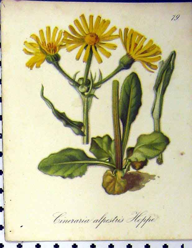 Original Old Antique Print Cineraria Alpestris Hoppe 1879 Alpine Plant Seboth