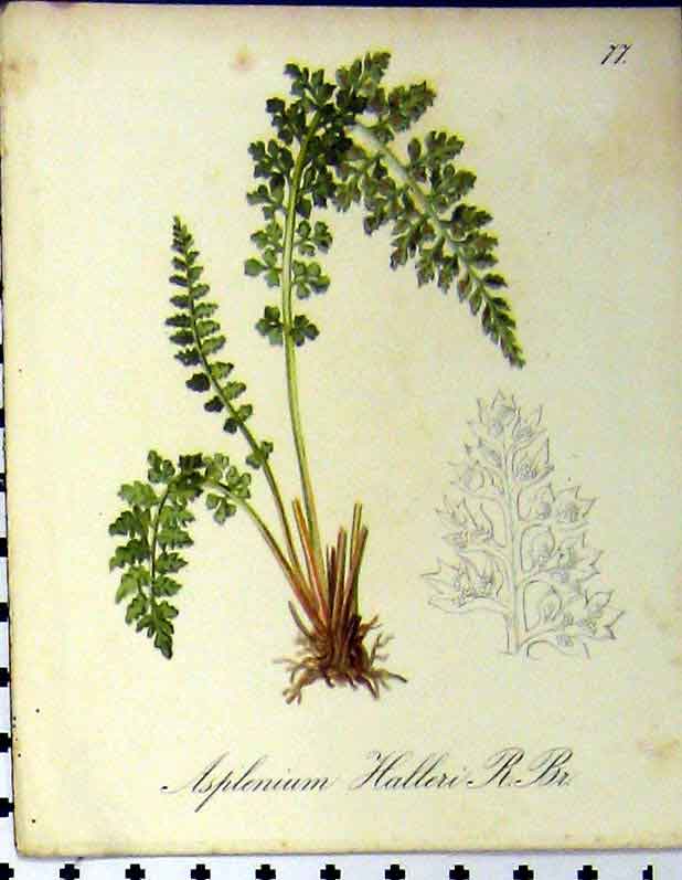 Original Old Antique Print Asplenium Halleri Alpine Plant Seboth 1879 Colour
