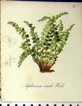 Old Antique Print Asplenium Viride Huds Alpine Plant Seboth 1879 Colour 19th