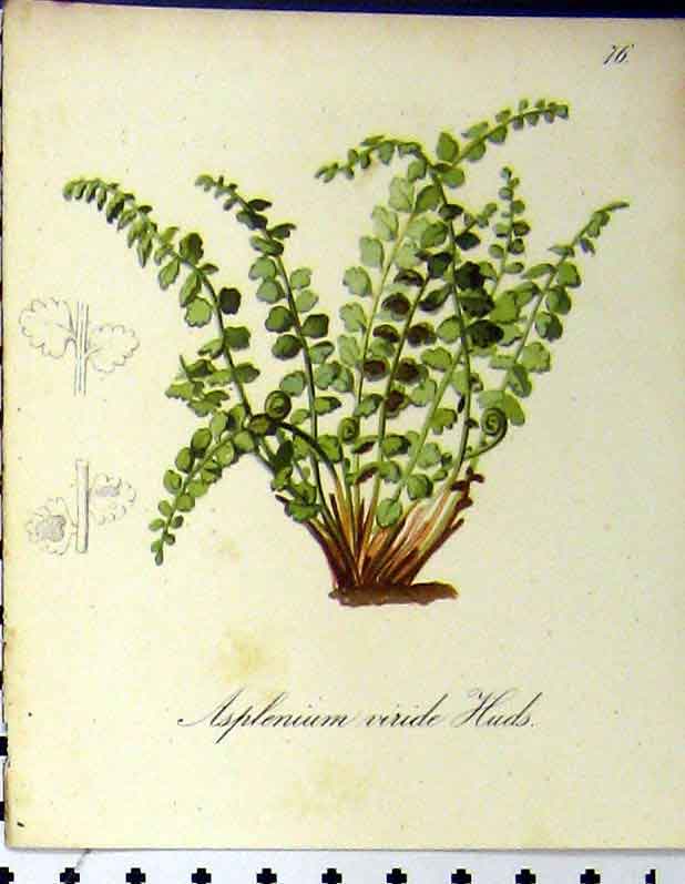 Old Antique Print Asplenium Viride Huds Alpine Plant Seboth 1879 Colour 19th