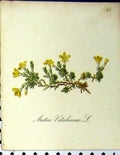 Original Old Antique Print 1879 Aretia Vitaliana Alpine Plant Seboth Colour