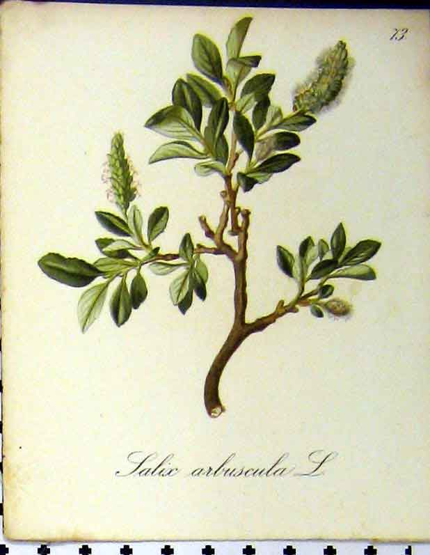 Original Old Antique Print Salix Arbuscula Alpine Plant Sebtoh 1879 Colour 19th