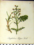 Original Old Antique Print Scrophularia Hoppii Koch Alpine Plant 1879 Seboth