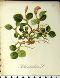 Original Old Antique Print Salix Reticulata Alpine Plant 1879 Seboth Colour