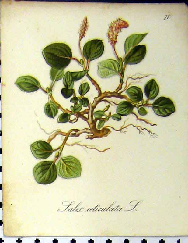 Original Old Antique Print Salix Reticulata Alpine Plant 1879 Seboth Colour