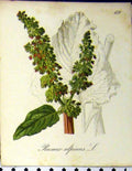Original Old Antique Print Rumex Alpinus Alpine Plant 1879 Colour Seboth 19th