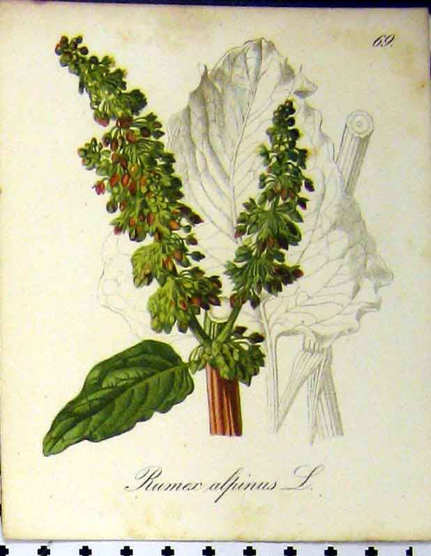 Original Old Antique Print Rumex Alpinus Alpine Plant 1879 Colour Seboth 19th