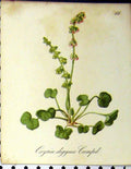 Original Old Antique Print Oxyria Digyna Alpine Plant Seboth 1879 Colour 19th