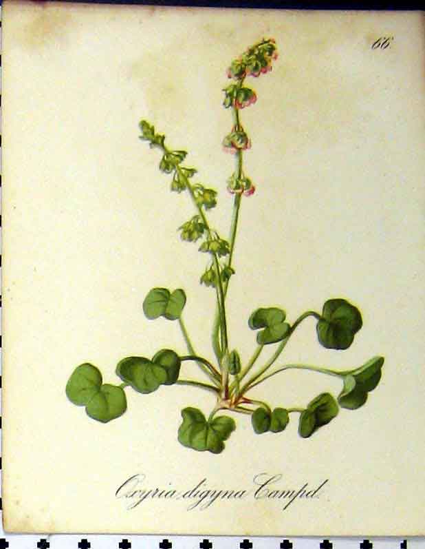 Original Old Antique Print Oxyria Digyna Alpine Plant Seboth 1879 Colour 19th