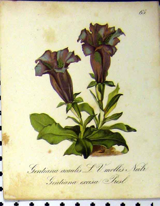 Original Old Antique Print Gentiana Acaulis Axcisa Alpine Plant 1879 Seboth