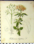 Original Old Antique Print 1879 Alpine Plant Seboth Valeriana Tripterus Nature