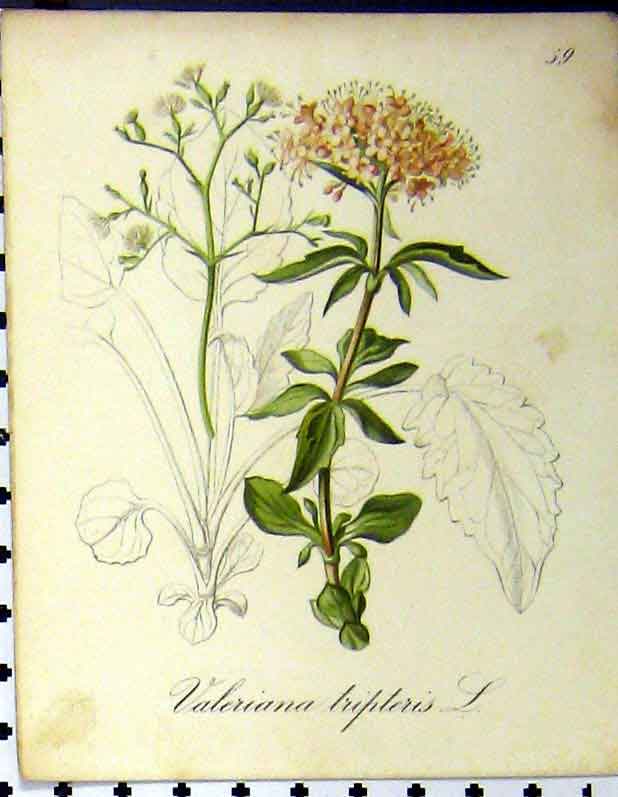 Original Old Antique Print 1879 Alpine Plant Seboth Valeriana Tripterus Nature
