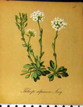 Original Old Antique Print Thlaspi Alpinum Alpine Plant Seboth 1879 Nature 19th