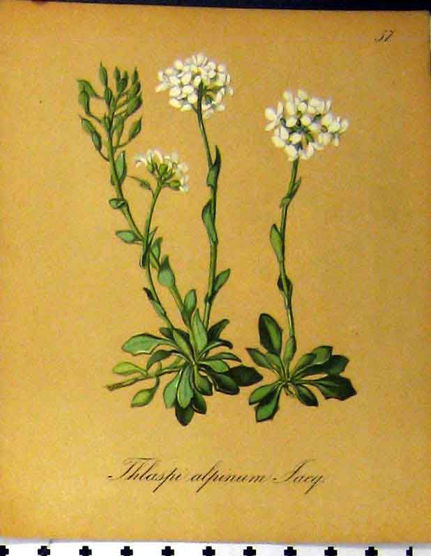 Original Old Antique Print Thlaspi Alpinum Alpine Plant Seboth 1879 Nature 19th