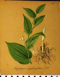 Original Old Antique Print Streptopus Amplexifolius Alpine Plant Seboth 1879