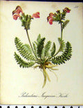 Original Old Antique Print Pedicularis Jacquinu Koch Alpine Plant 1879 Nature