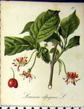 Original Old Antique Print 1879 Alpine Plant Seboth Lonicera Alpigena Nature