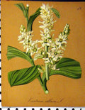 Original Old Antique Print Veratrum Album 1879 Alpine Plant Seboth Nature 19th
