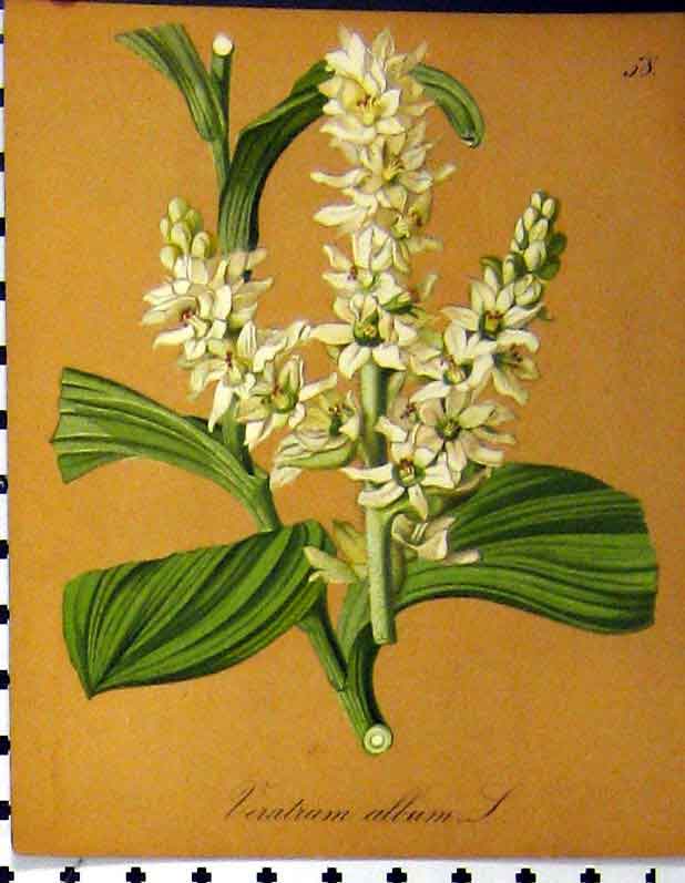 Original Old Antique Print Veratrum Album 1879 Alpine Plant Seboth Nature 19th
