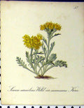 Original Old Antique Print Carniolicus Inacanescens Alpine Plant 1879 Seboth