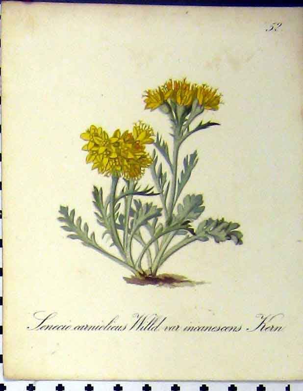 Original Old Antique Print Carniolicus Inacanescens Alpine Plant 1879 Seboth