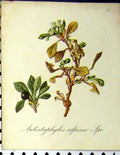 Old Antique Print Arctostaphylos Alpina Seboth 1879 Alpine Plant Nature 19th