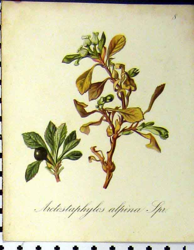 Old Antique Print Arctostaphylos Alpina Seboth 1879 Alpine Plant Nature 19th