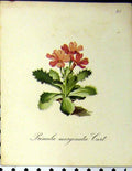 Original Old Antique Print Primula Marginata Curt Alpine Plant 1879 Nature 19th