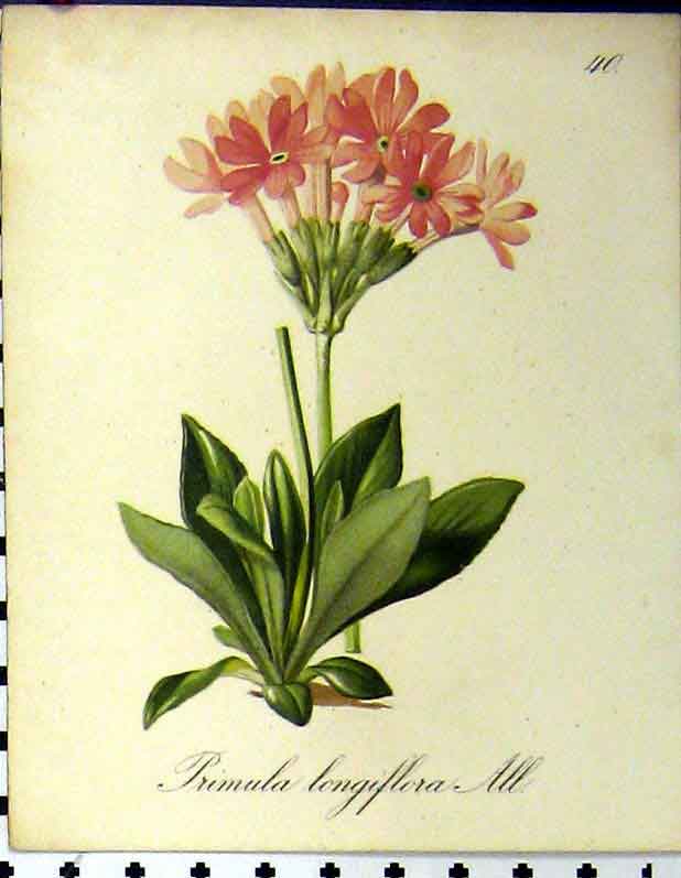 Original Old Antique Print Primula Longiflora 1879 Alpine Plant Seboth Nature