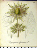 Original Old Antique Print Eryngium Alpinum Alpine Plant 1879 Seboth Nature