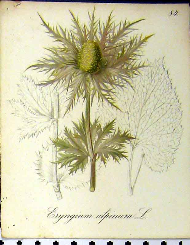 Original Old Antique Print Eryngium Alpinum Alpine Plant 1879 Seboth Nature