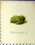 Original Old Antique Print Cherleria Sedoides Alpine Plant 1879 Nature Seboth