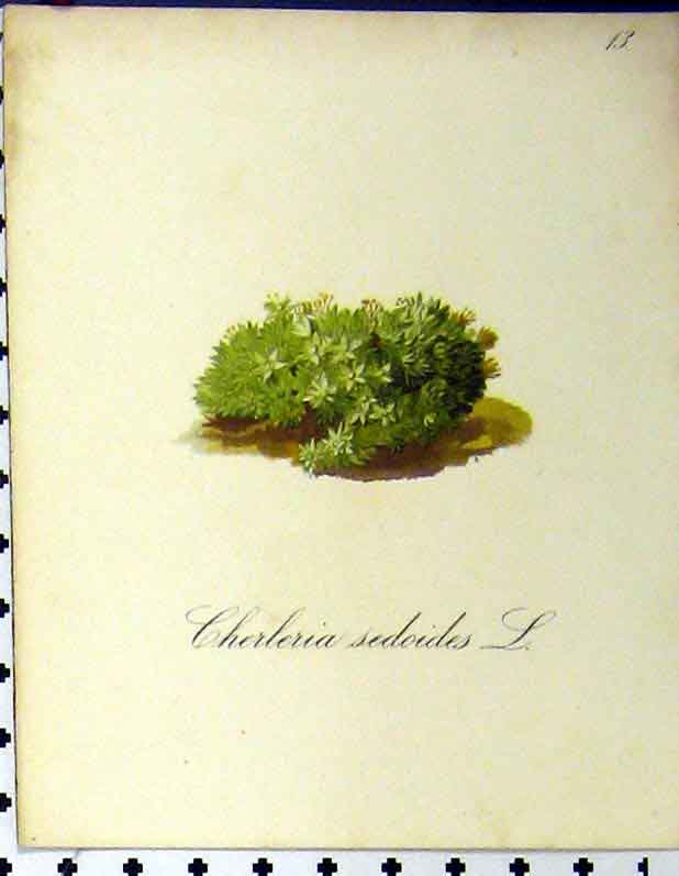 Original Old Antique Print Cherleria Sedoides Alpine Plant 1879 Nature Seboth