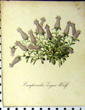 Old Antique Print Campanula Foysii Wulf 1879 Alpine Plant Seboth Nature 19th
