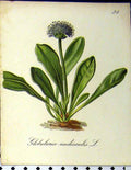 Old Antique Print Globularia Nudicaulis Alpine Plant 1879 Seboth Nature 19th