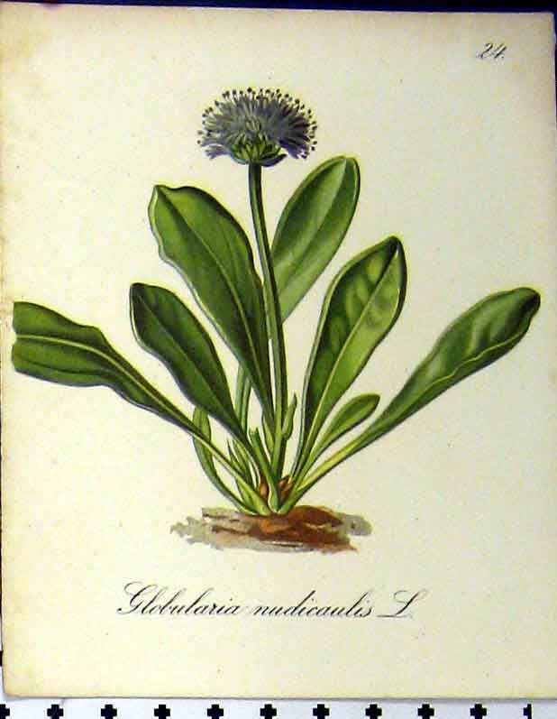 Old Antique Print Globularia Nudicaulis Alpine Plant 1879 Seboth Nature 19th